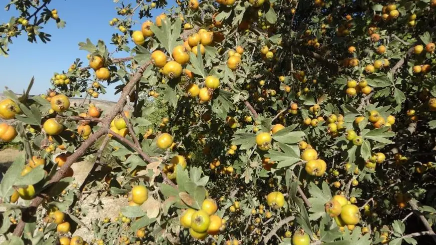 Şifa deposu alıçta hasat zamanı