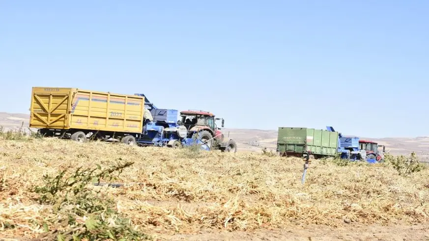 Bitlis'te kuru fasulye hasadında rekor