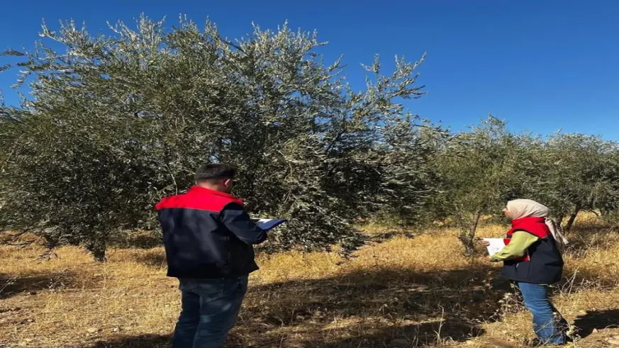 Şırnak’ta zeytin rekoltesi için ilk veriler toplandı