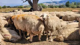 Tunceli’deki şap hastalığı