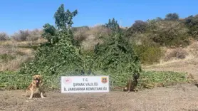 1 buçuk milyar TL’lik uyuşturucu operasyonu