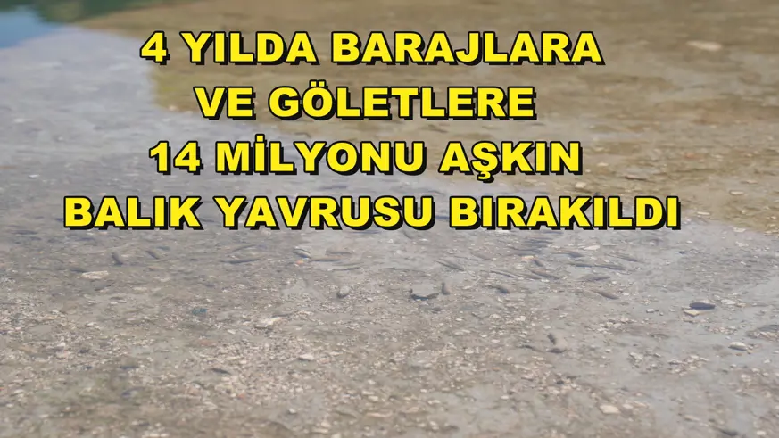 4 yılda barajlara ve göletlere 14 milyonu aşkın balık yavrusu bırakıldı