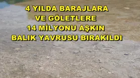 4 yılda barajlara ve göletlere 14 milyonu aşkın balık yavrusu bırakıldı