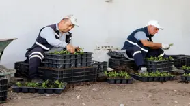 Diyarbakır'da Çin karanfili üretimine başlandı