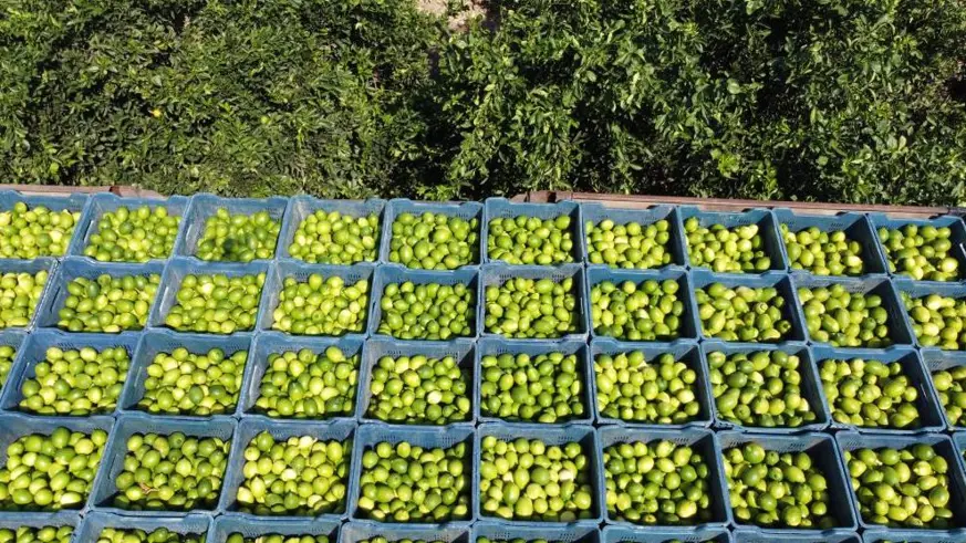 Çukurova'da limon hasadı