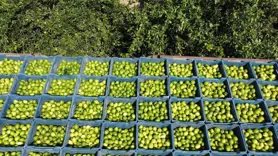 Çukurova'da limon hasadı
