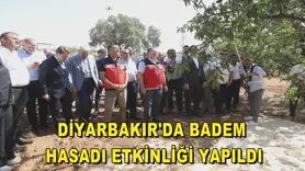 Diyarbakır'da badem hasadı etkinliği yapıldı