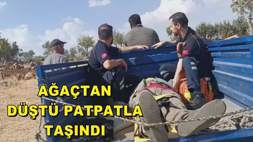 AĞAÇTAN DÜŞTÜ PATPATLA TAŞINDI