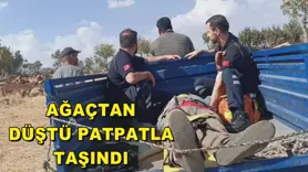 AĞAÇTAN DÜŞTÜ PATPATLA TAŞINDI