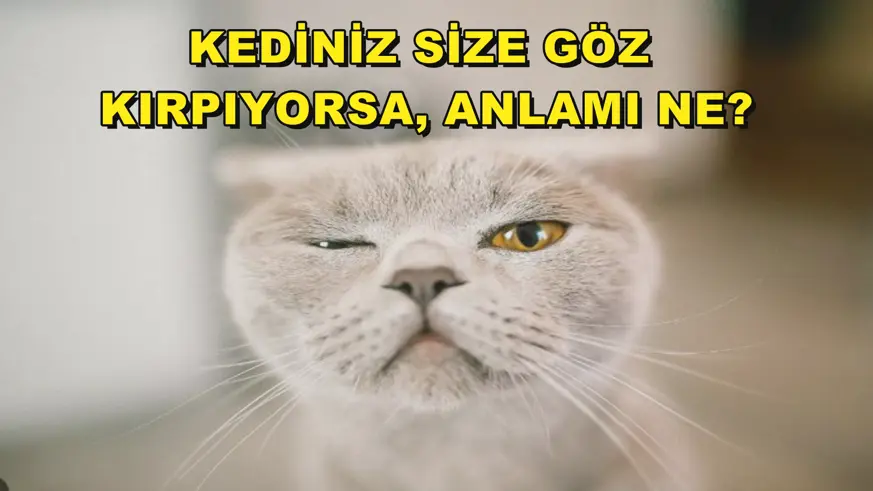Kediniz size göz  kırpıyorsa, anlamı ne?