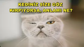Kediniz size göz  kırpıyorsa, anlamı ne?