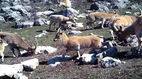 Yaban keçisi sürüsü fotokapanla görüntülendi