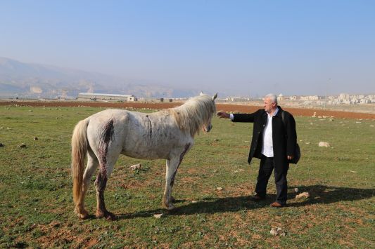 Hasankeyf'te at ve katır silahla vurulmuş halde bulundu