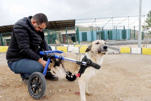 Felçli köpeğe yürüteç desteği