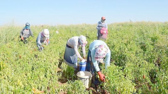 Tarım işçisinin günlük ücreti arttı