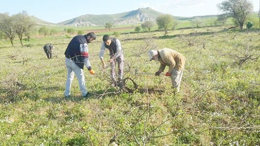 Çiftçiler bağlarını buduyor 