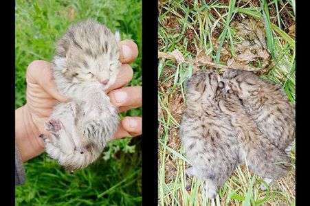 Diyarbakır'da leopar yavruları görüldü