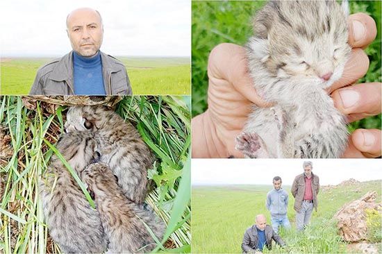 Çınar’da leoparı gördüler