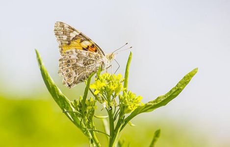 Dicle Vadisi kelebeklerle renklendi