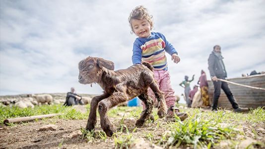 Göçebe hayatların 'yaz maratonu' başladı