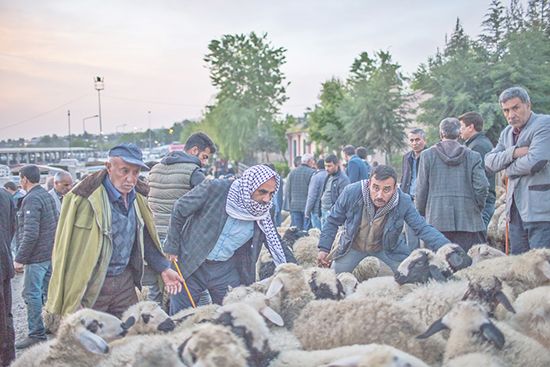 Hayvan borsası canlandı