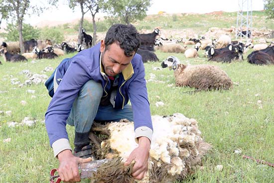 Koyun kırma sezonu başladı 