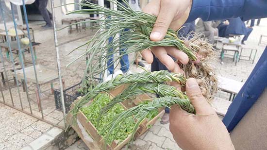 Zuzubak otu, kilosu 600 liradan alıcı buluyor 