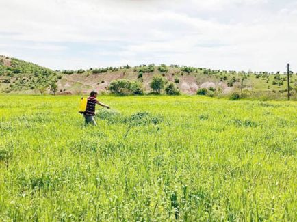 Yağışlardan etkilenen çiftçi sırt pompasıyla ilaçlama yaptı 