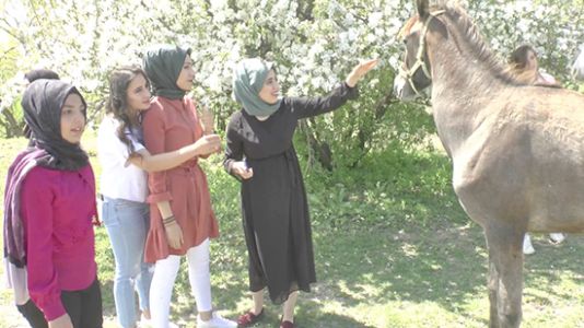 Fotoğraflarını çektikleri yarış atlarına elma ve şeker yedirdiler