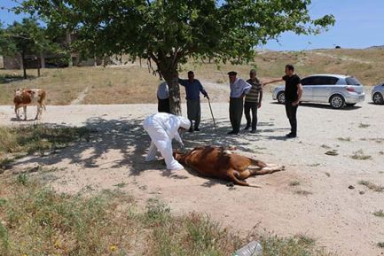 Köye 'kuduz' karantinası!