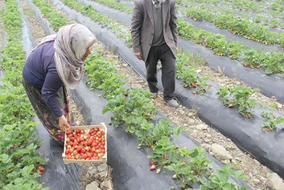 Çileği küllenme hastalığı vurdu 