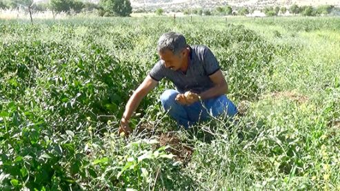 Fiyata kızdı ekimini yaptı