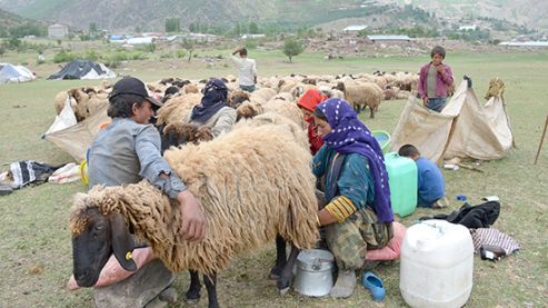 Faraşin Yaylası'nda kuzu sesleri yankısı