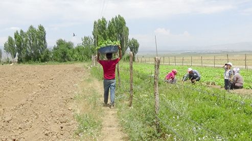 Tütün ekimi başladı 