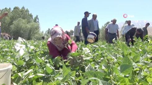 Gevaş fasulyesinin ilk hasadı yapıldı