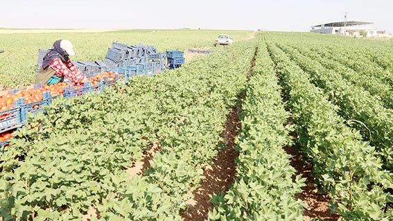 Harran Ovası GAP ile ihya oldu