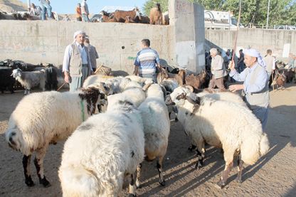 Kurbanlık hareketliliği başladı 