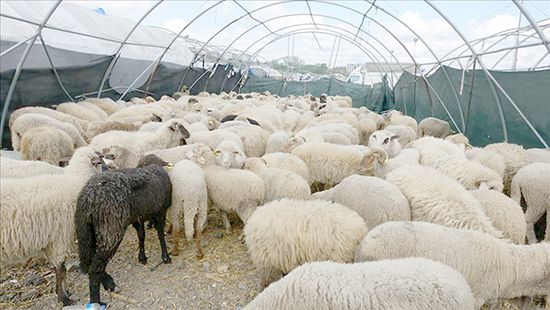 ESK: Elde kalan kurbanlıkları satın alacağız