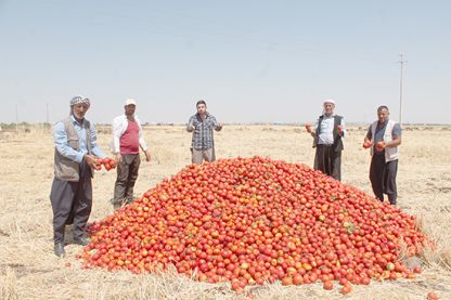 Satamadığı tonlarca domatesi tarlaya döktü 