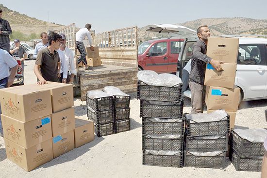 Sason'da çilek üreticiliği bir geçim kaynağı