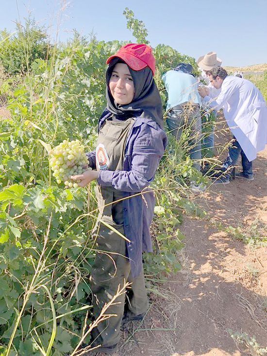 Harran Üniversitesinde bağ bozumu başladı 