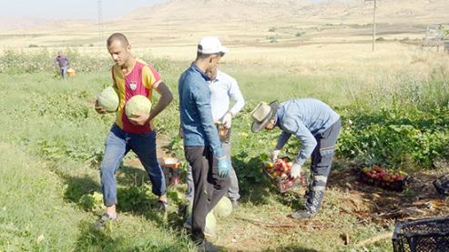 Gercüş’te organik ürünlerdeki bereket fiyatları düşürdü 