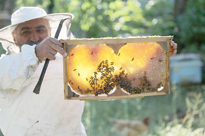 Bingöllü arıcılar bal sezonundan memnun