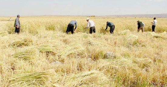 Karacadağ pirincinin hasadı başladı