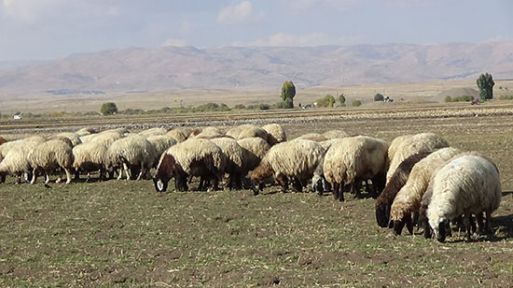 Hayvancılık şaha kalktı