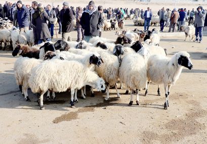 Katar'a canlı hayvan!