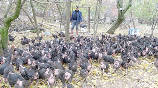 İşsiz kaldı, kendi imkanları ile tavuk çiftliği kurdu 