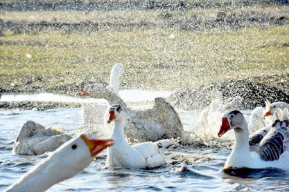 Kaz çiftliğine talep patlaması