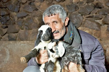 Erken doğan kuzular besicileri sevindirdi