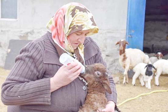 Baharı müjdeleyen oğlak ve kuzulara biberonlu bakım